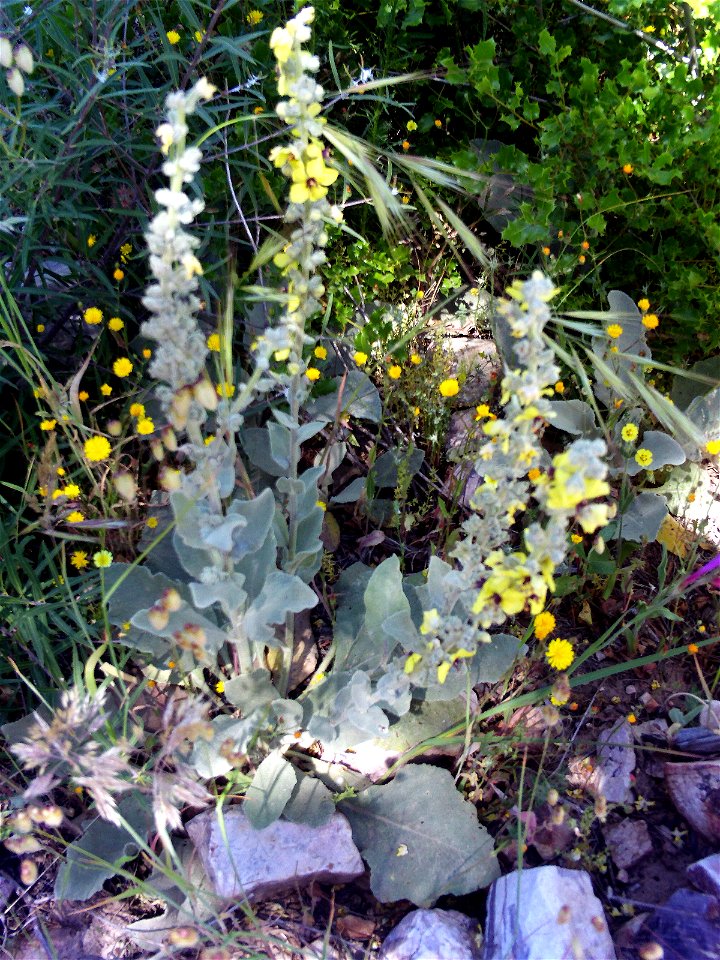 Verbascum pulverulentum habit, Dehesa Boyal de Puertollano, Spain