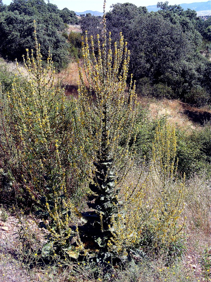 Verbascum pulverulentum Habitus Valle de Alcudia