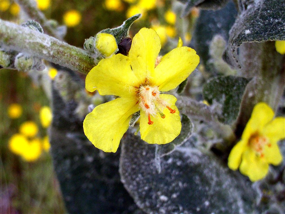Verbascum pulverulentum flowers close up, Sierra Madrona, Spain