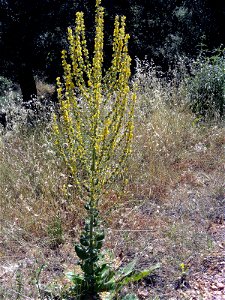 Verbascum pulverulentum Plant Valle de Alcudia photo