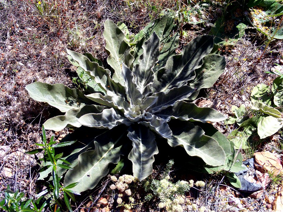 Verbascum pulverulentum Flowers Closeup Valle de Alcudia, Spain