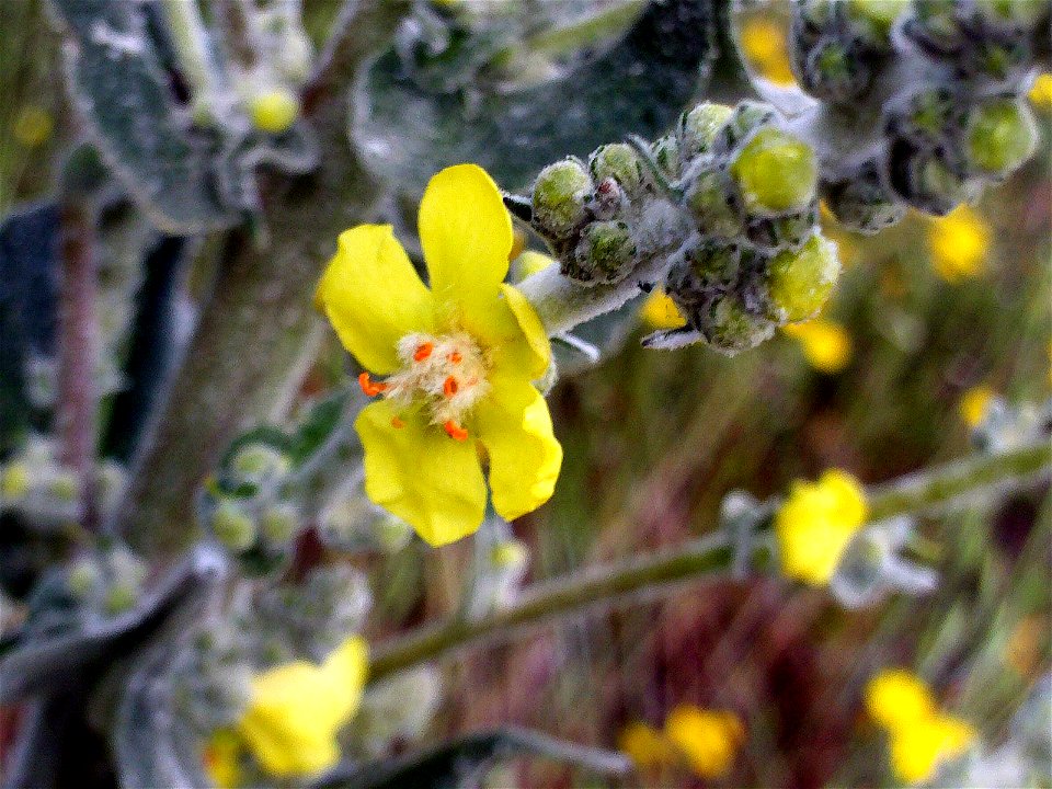 Verbascum pulverulentum flowers close up, Sierra Madrona, Spain