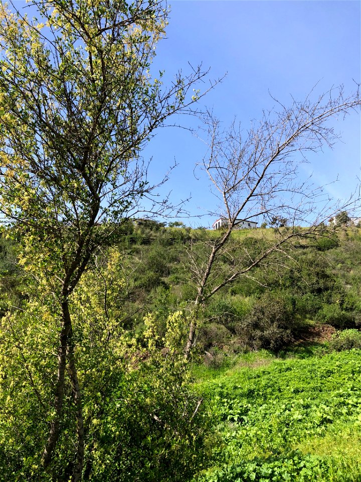 Photo of chaparral ash uploaded from iNaturalist.
