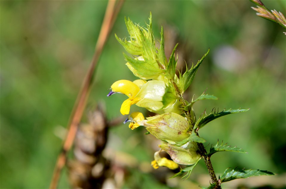 Rhinanthus flowering in Lilienfeld, Lower Austria