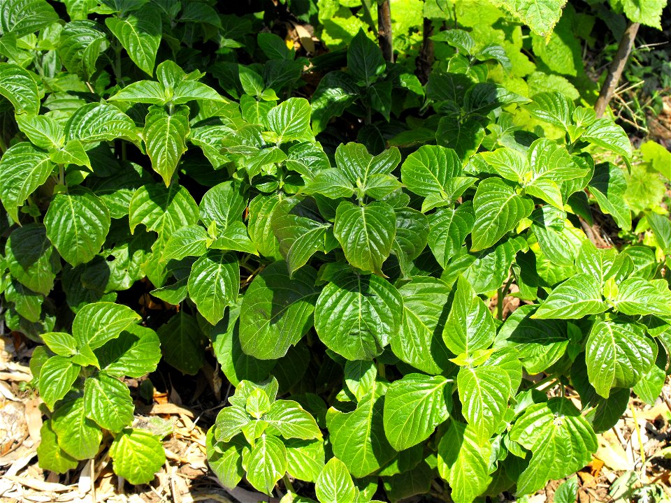 Zulu Spur-flower, Mint family, at Quail Botanical Gardens in Encinitas, California