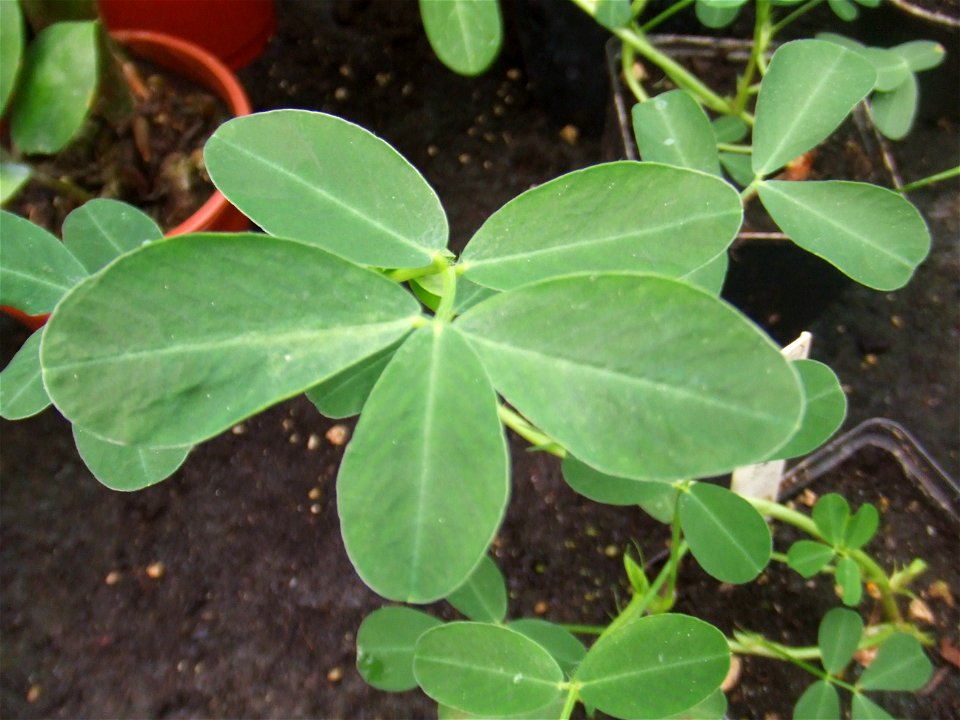 Arachis hypogaea, picture taken at the Botanische tuin TU Delft in Delft, The Netherlands