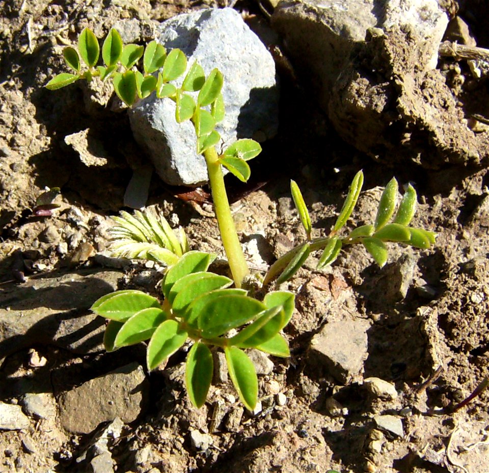 A chickpea (Cicer arietinum) seedling, Castelltallat, Catalonia
