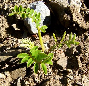 A chickpea (Cicer arietinum) seedling, Castelltallat, Catalonia