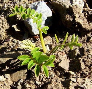 A chickpea (Cicer arietinum) seedling, Castelltallat, Catalonia photo