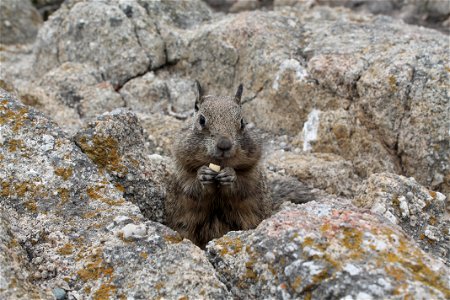 A California ground squirrel eats a peanut in Monterey, CA. photo