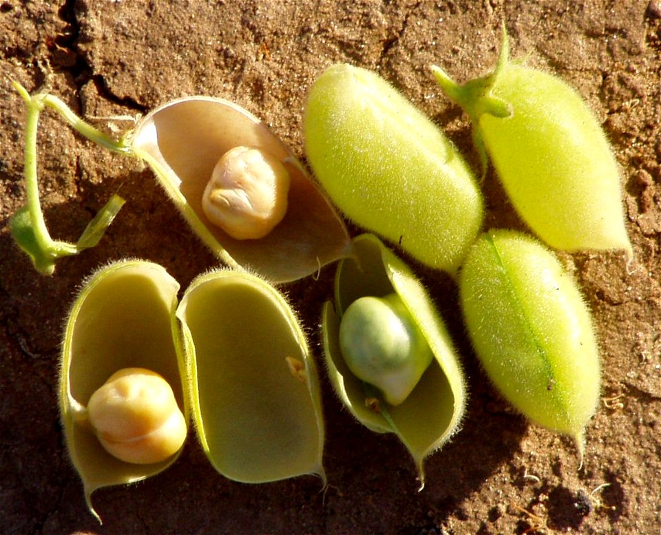 Pods of Cicer arietinum