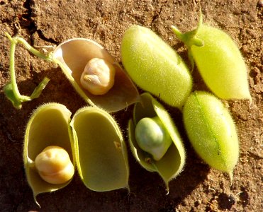 Pods of Cicer arietinum photo