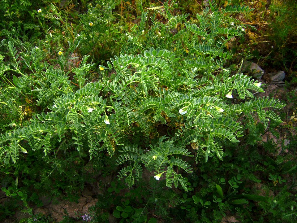Chick pea plant (Cicer arietinum) flowering, Castelltallat, Catalonia