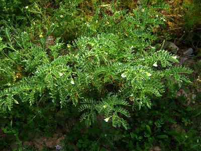 Chick pea plant (Cicer arietinum) flowering, Castelltallat, Catalonia photo