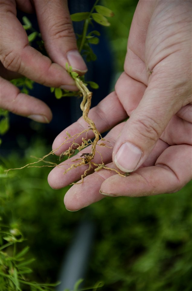 Lens culinaris root nodules