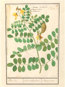 IdentificatieTitel(s): Linze (Lens culinaris)Wilde Sene. / Collutea Theophrasti. / Baguenandier. (titel op object)Objecttype: tekening Objectnummer: RP-T-BR-2017-1-9-80Omschrijving: Wilde linze met ge