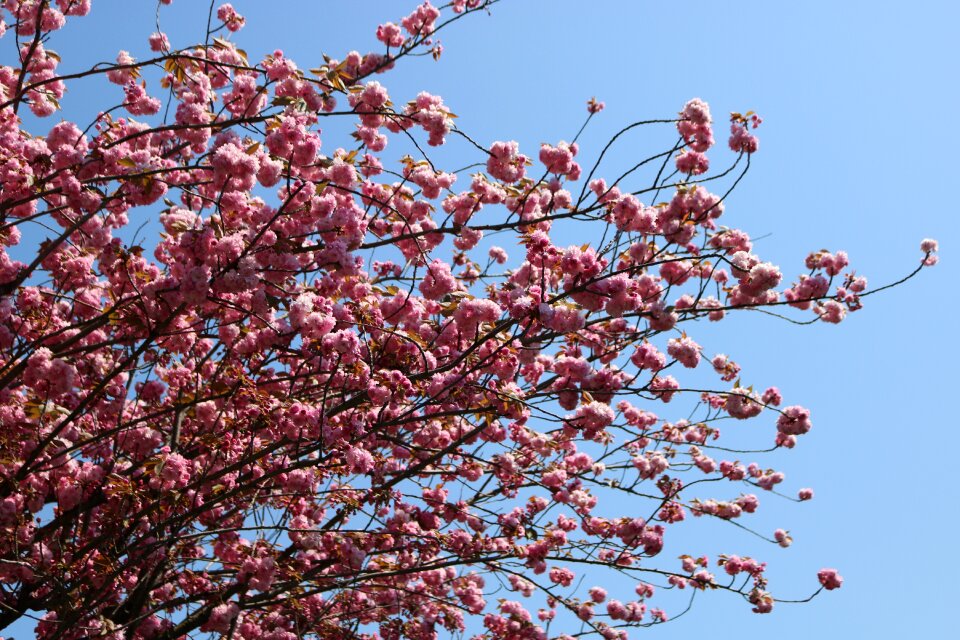 Cherry flower current season