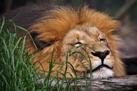 Sleep wildcat africa photo