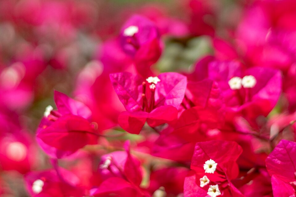 Spring nature blossom