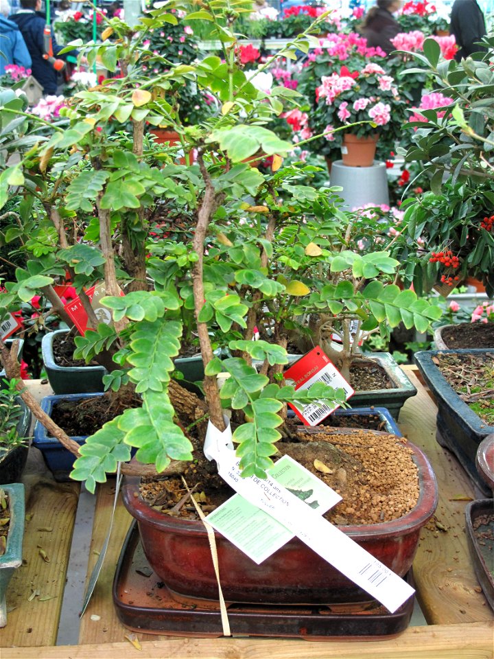 Tamarindus indica bonsai in a garden centre