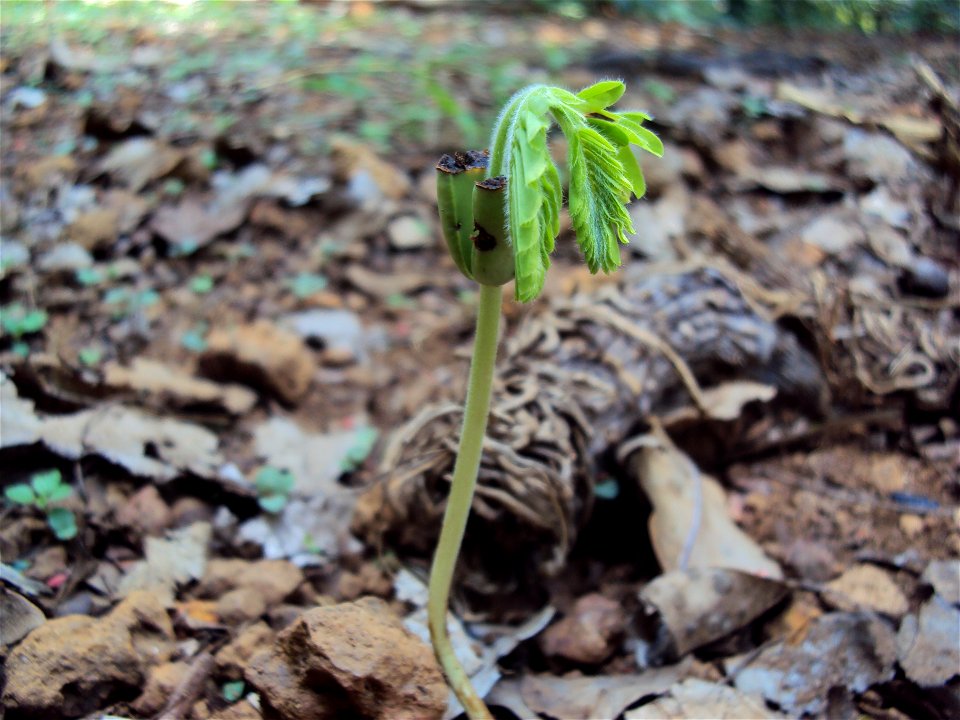 Tamarindus indica seedling in Vengara, Kerala