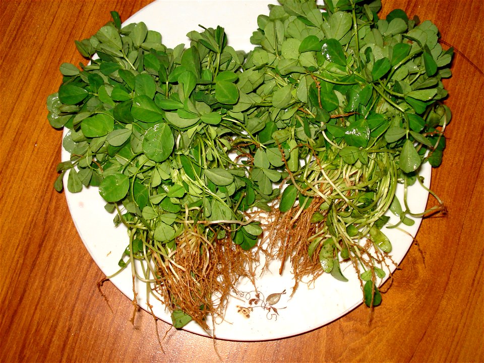 Fenugreek Leaves is known as Qasuri Methi in urdu, Qasure is a district in Punjab near Lahore. Qasuri Methi is known form its flavor.