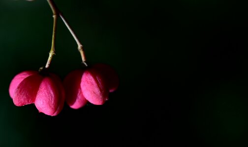 Nature euonymus bright