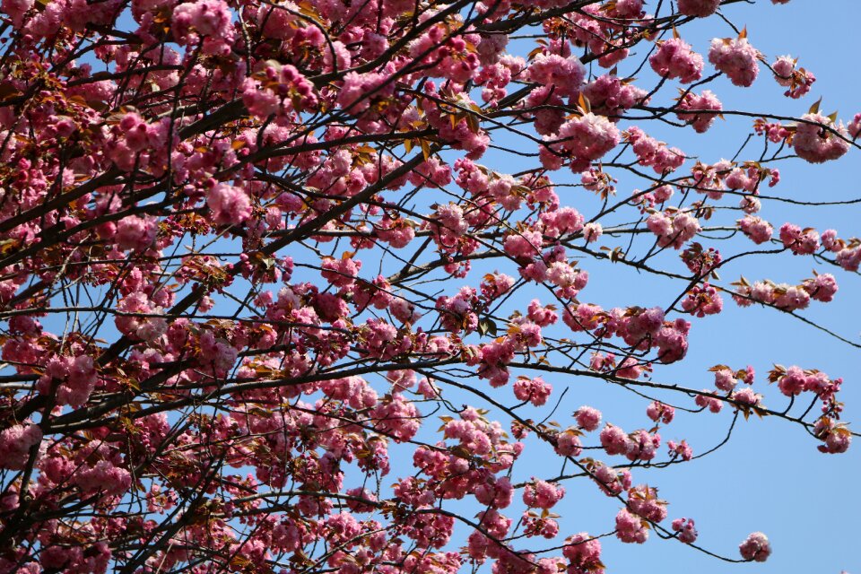 Cherry flower current season