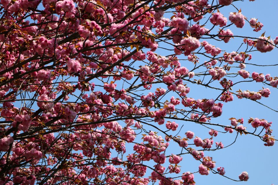 Cherry flower current season photo