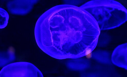 Abstract microbiology medicine