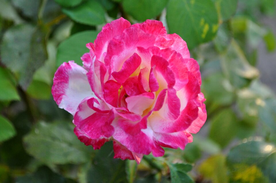 Petals flora blooming