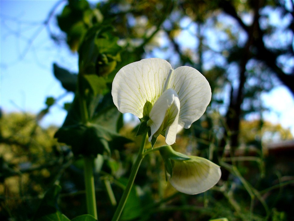 I am the originator of this photo. I hold the copyright. I release it to the public domain. This photo depicts a pea flower.