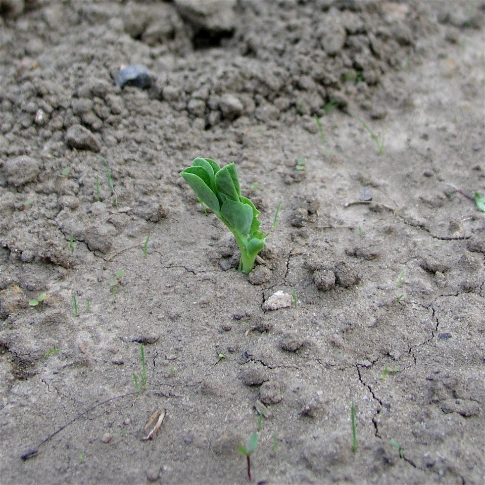 Young pease seedling (variety Kelvedon Wonder)