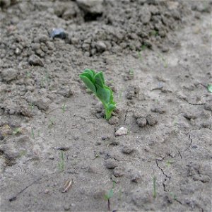 Young pease seedling (variety Kelvedon Wonder)