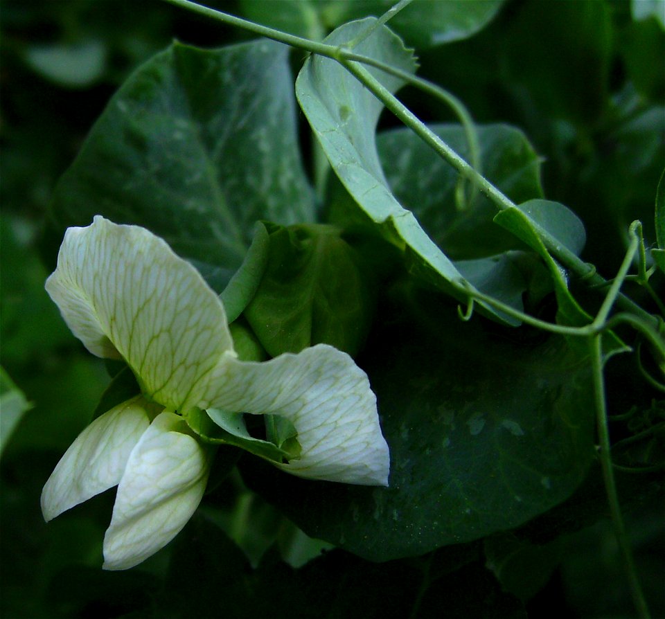 Pea, (Pisum sativum) flower, Castelltallat, Catalonia