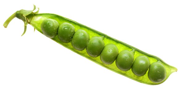 Peas
Description A single pea pod cut lengthwise to see the pea inside.
Topics/Categories  Food and Drink
Type Color, Photo
Source National Cancer Institute