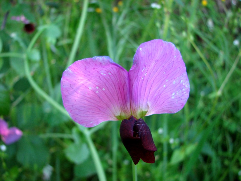 Pisum sativum biflorum from Corsica