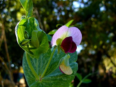 I am the originator of this photo. I hold the copyright. I release it to the public domain. This photo depicts a pea flower. photo