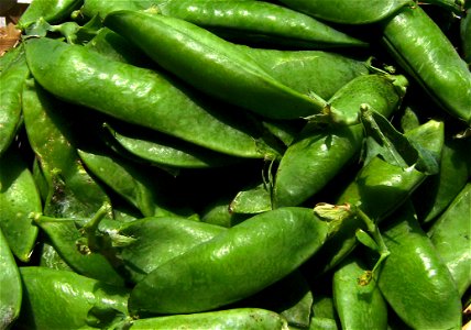 Pea pods (Pisum sativum) Castelltallat, Catalonia