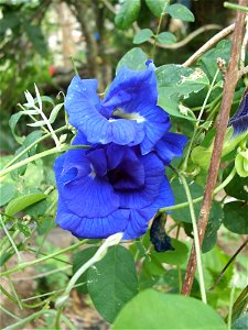 Clitoria ternatea Zapatico de la Virgen