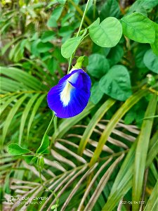 Clitoria ternatea, commonly known as Asian pigeonwings, bluebellvine, blue pea, butterfly pea, cordofan pea and Darwin pea, photo
