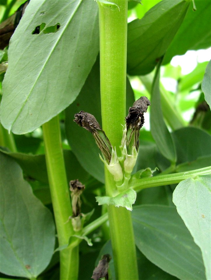 Vicia faba after blossom - fruit in a early stage; Author:Daniel Feliciano; Location:Torres Novas(Portugal)