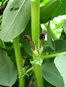 Vicia faba after blossom - fruit in a early stage; Author:Daniel Feliciano; Location:Torres Novas(Portugal)