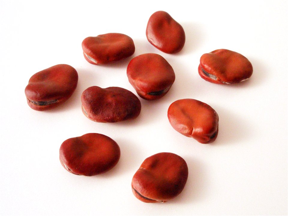Vicia faba seeds in Japan (dry up).