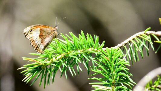 Needle green forest photo