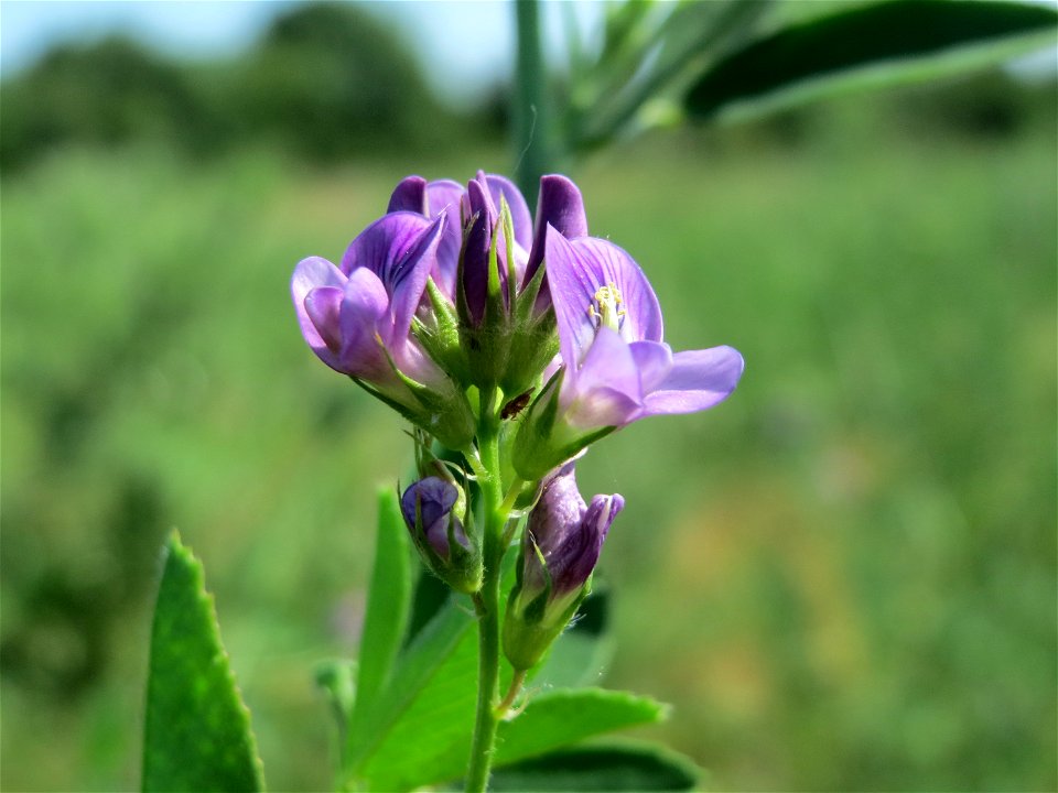 Bastard-Luzerne (Medicago × varia) bei Neulußheim (Gemarkung Altlußheim)