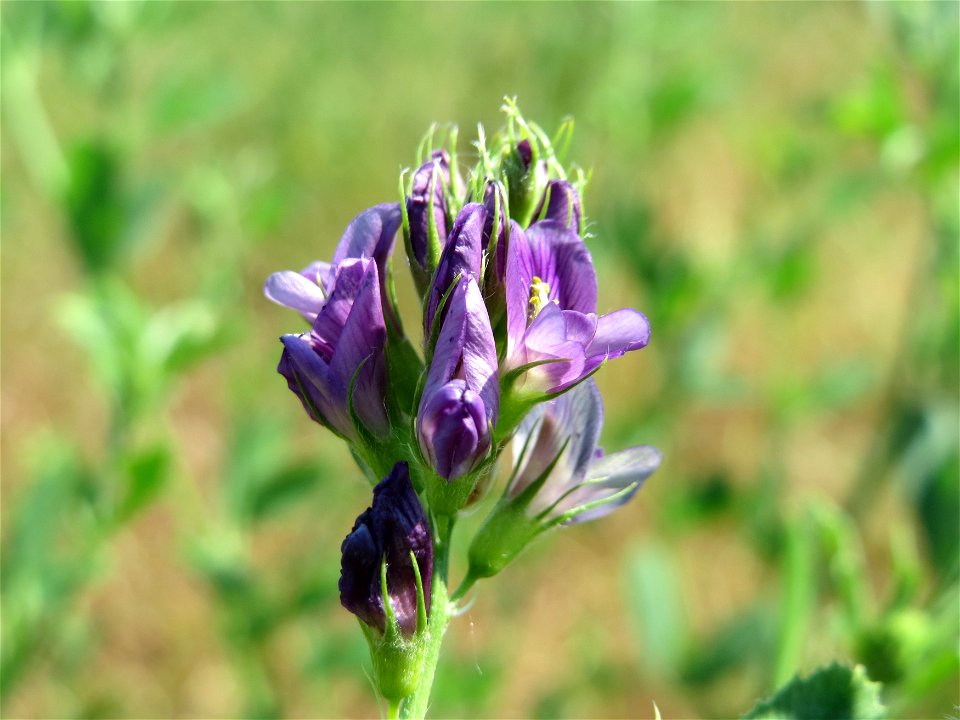 Bastard-Luzerne (Medicago × varia) bei Neulußheim (Gemarkung Altlußheim)
