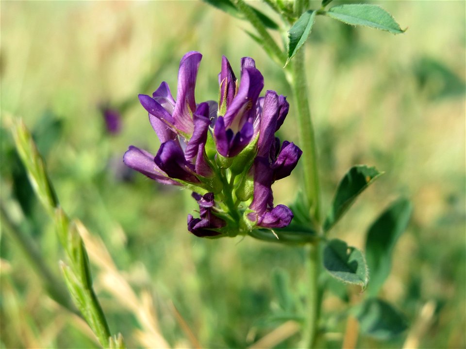 Bastard-Luzerne (Medicago × varia) bei Reilingen
