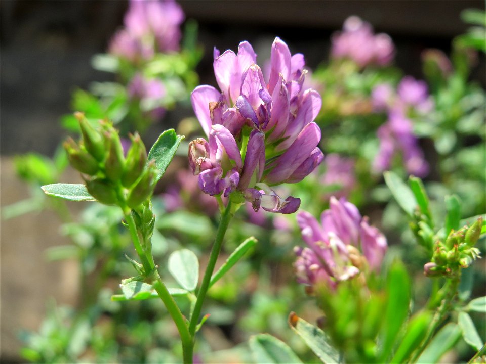 Bastard-Luzerne (Medicago × varia) am Bahnhof Wiesental