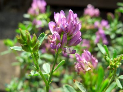 Bastard-Luzerne (Medicago × varia) am Bahnhof Wiesental